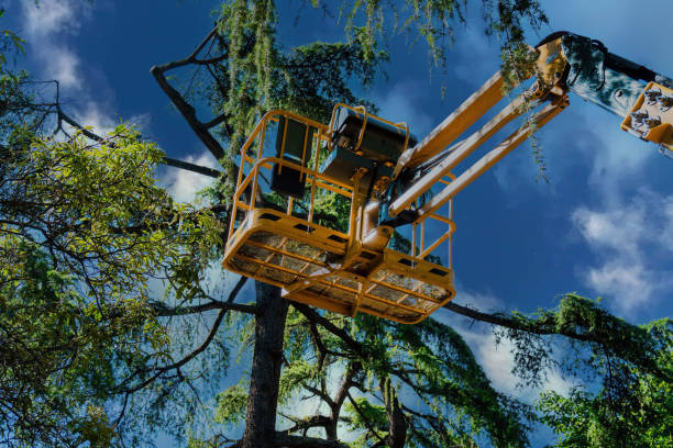 Best Commercial Tree Services  in Bethany, OR