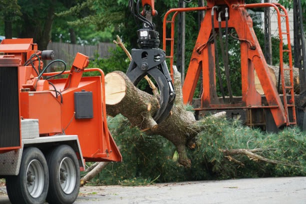 How Our Tree Care Process Works  in  Bethany, OR